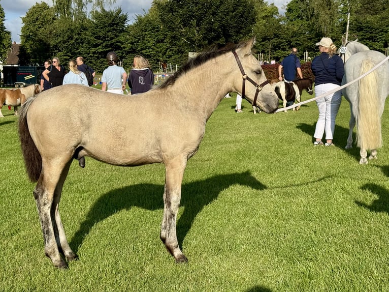 Connemara Stallion 1 year 14,2 hh Dun in Osdorf
