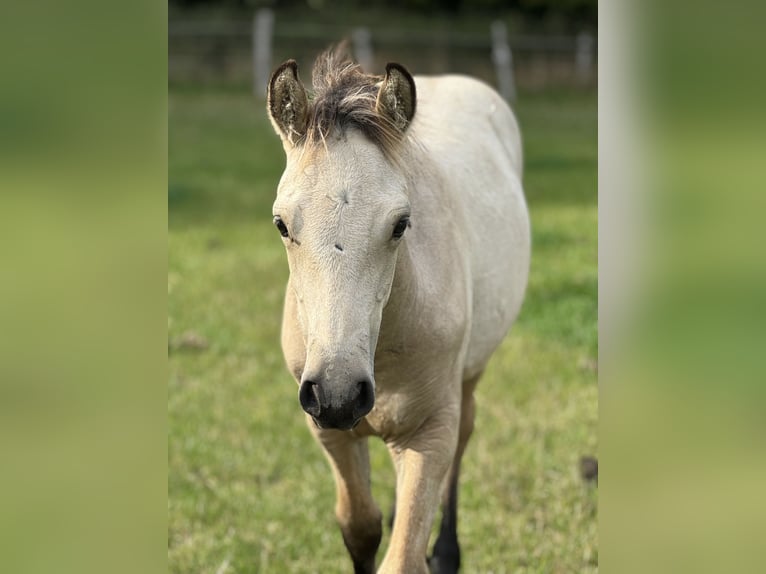 Connemara Stallion 1 year 14,2 hh Dun in Osdorf