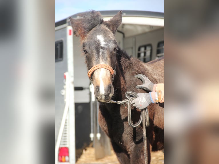 Connemara Mix Stallion 1 year 15,2 hh Dun in Mudau