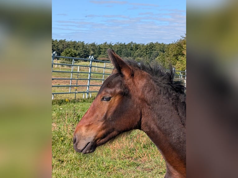 Connemara Stallion 1 year 15 hh Bay-Dark in Emkendorf