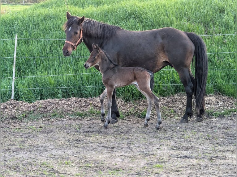 Connemara Stallion 1 year 15 hh Bay-Dark in Emkendorf