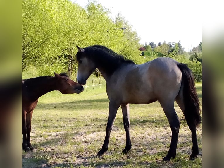Connemara Stallion 1 year 15 hh Gray in Briennon