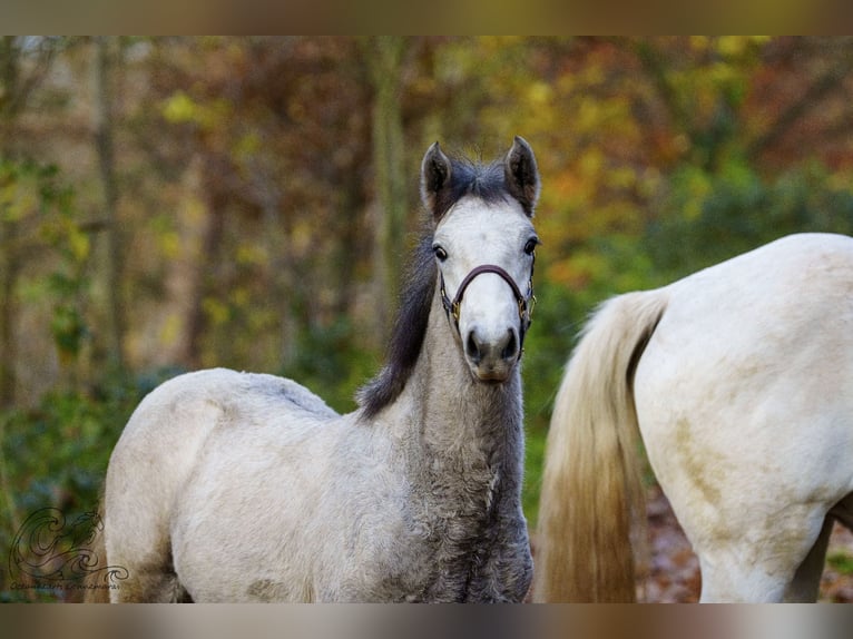 Connemara Stallion 1 year Brown Falb mold in Dietersheim