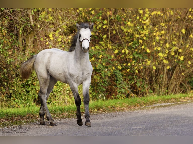 Connemara Stallion 1 year Brown Falb mold in Dietersheim