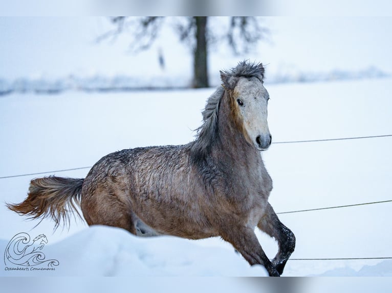 Connemara Stallion 1 year Brown Falb mold in Dietersheim