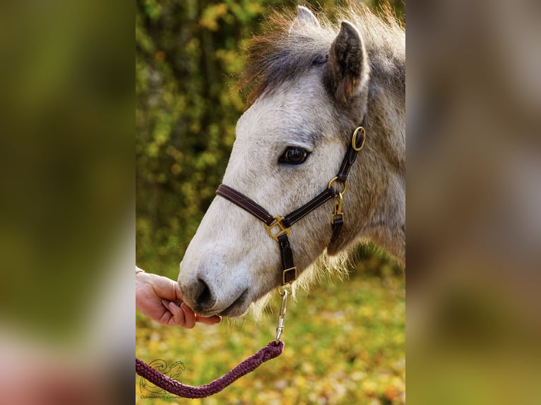 Connemara Stallion 1 year Brown Falb mold in Dietersheim