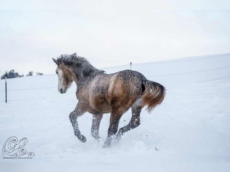 Connemara Stallion 1 year Brown Falb mold in Dietersheim