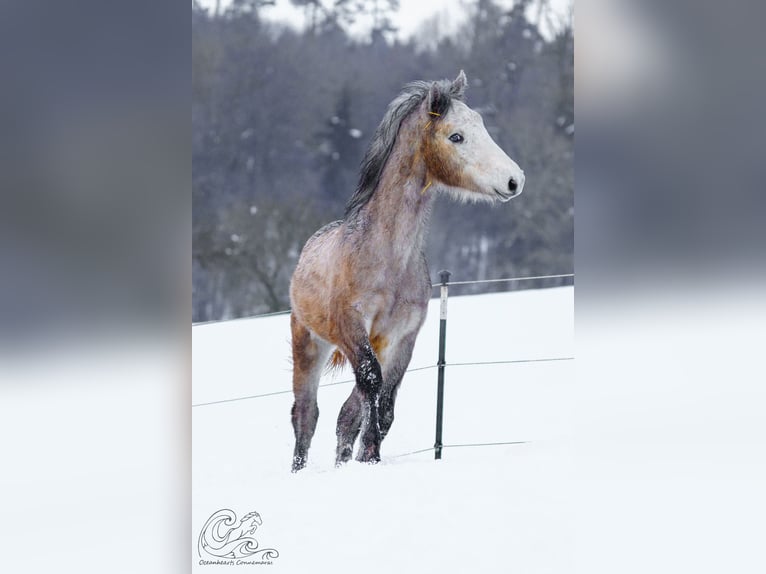 Connemara Stallion 1 year Brown Falb mold in Dietersheim