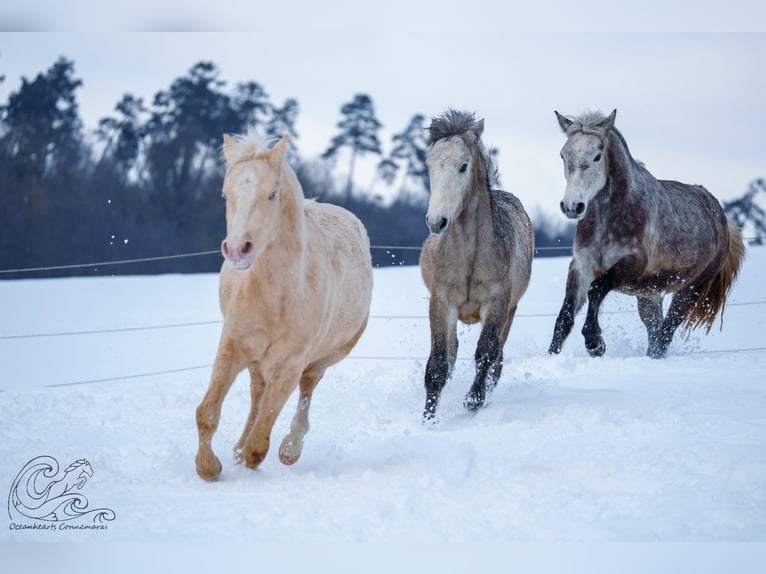 Connemara Stallion 1 year Brown Falb mold in Dietersheim