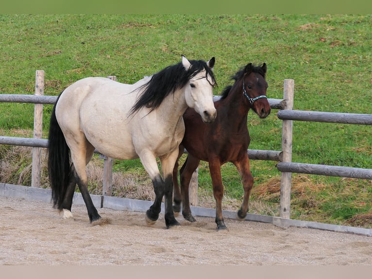 Connemara Stallion 1 year Brown in Behamberg