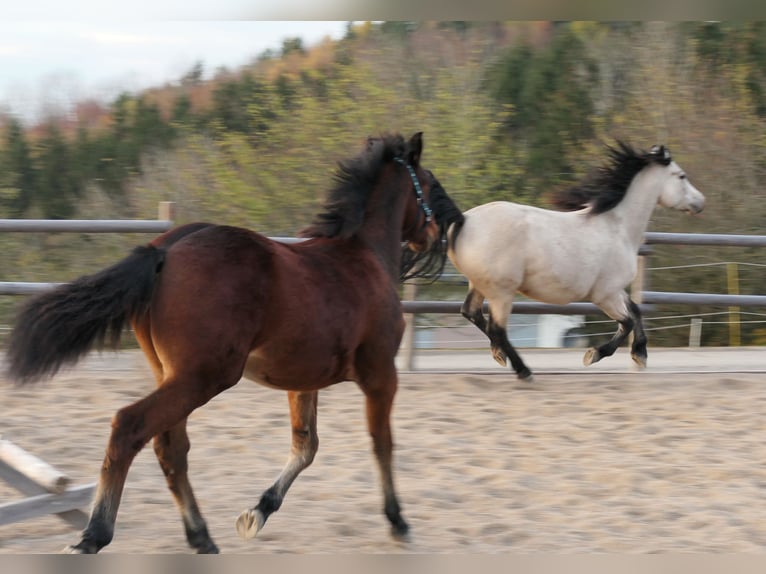 Connemara Stallion 1 year Brown in Behamberg