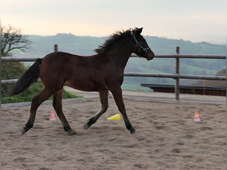 Connemara Stallion 1 year Brown in Behamberg