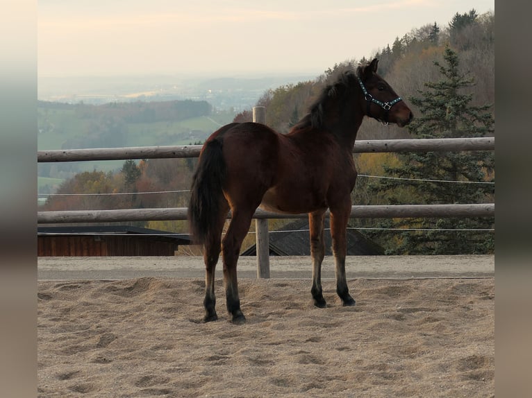 Connemara Stallion 1 year Brown in Behamberg