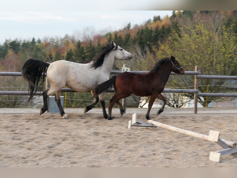 Connemara Stallion 1 year Brown in Behamberg