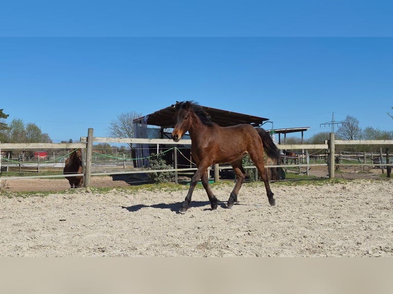 Connemara Stallion 1 year Brown in Lilienthal