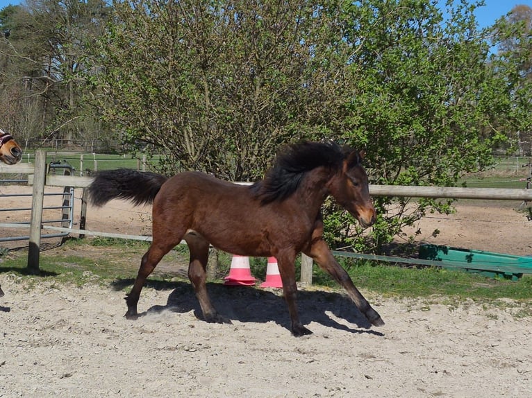 Connemara Stallion 1 year Brown in Lilienthal