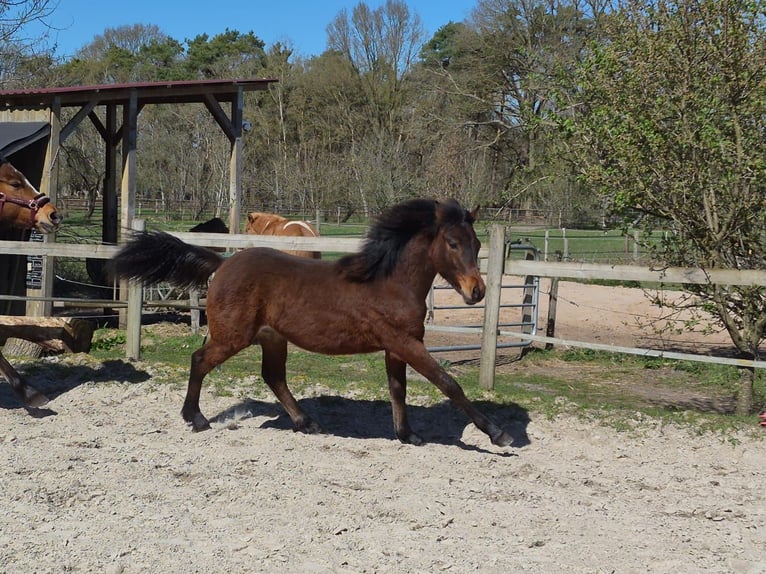 Connemara Stallion 1 year Brown in Lilienthal
