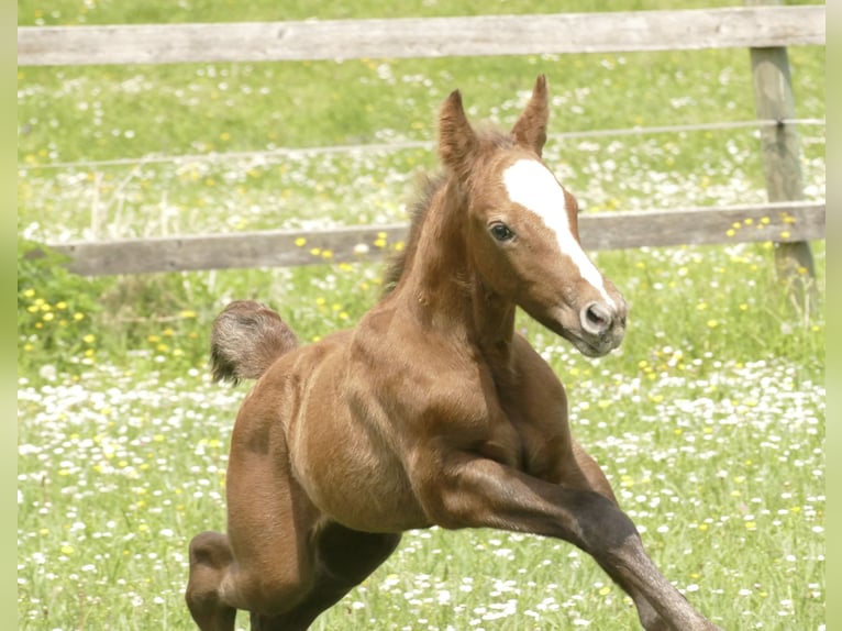Connemara Stallion 1 year Gray in St.Stefan