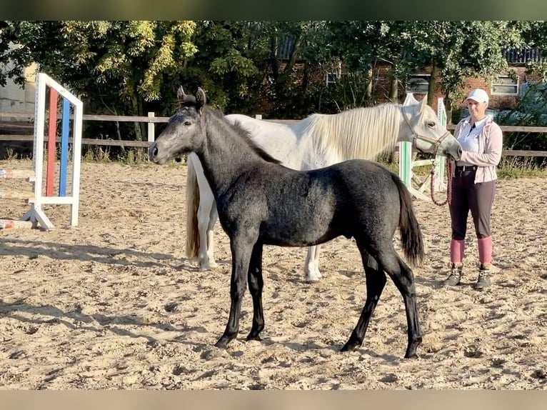 Connemara Stallion 1 year Gray-Dapple in Osdorf