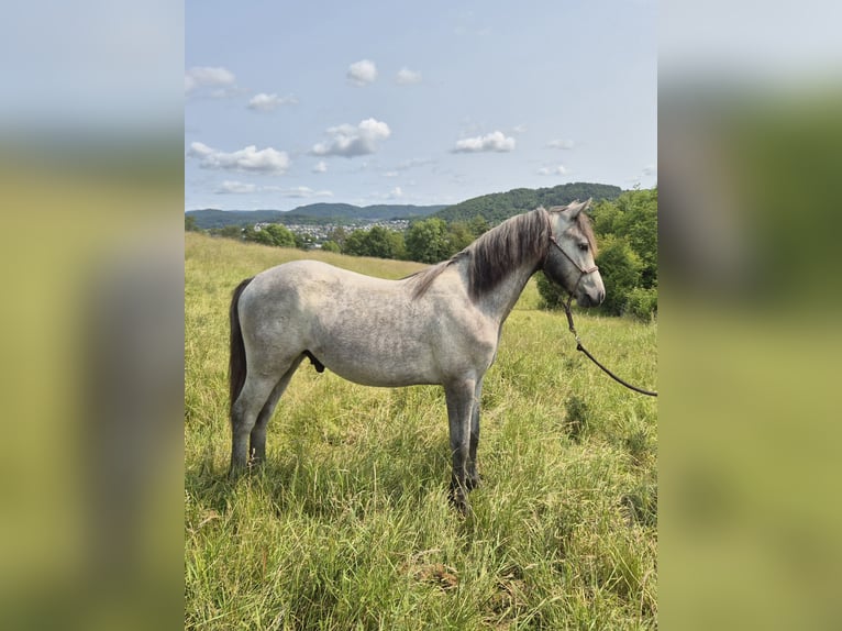 Connemara Stallion 1 year Grey in Gr&#xE4;venwiesbach