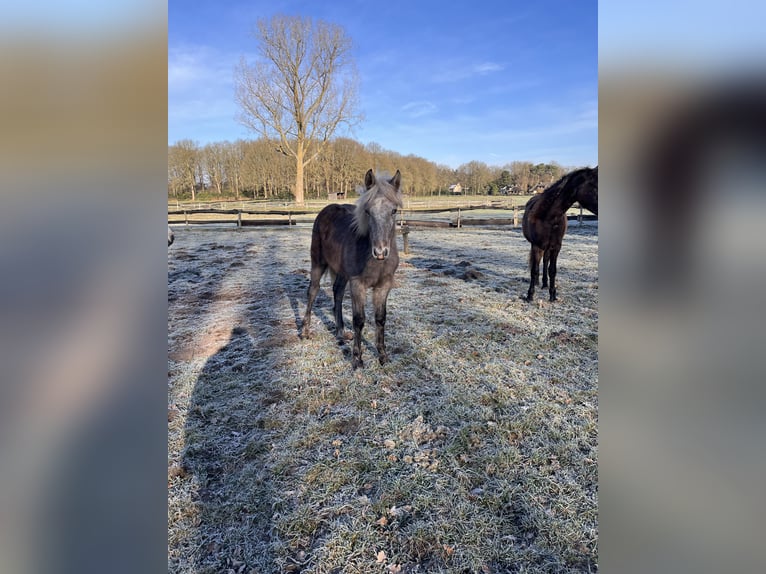 Connemara Stallion 1 year Grey in Brecht