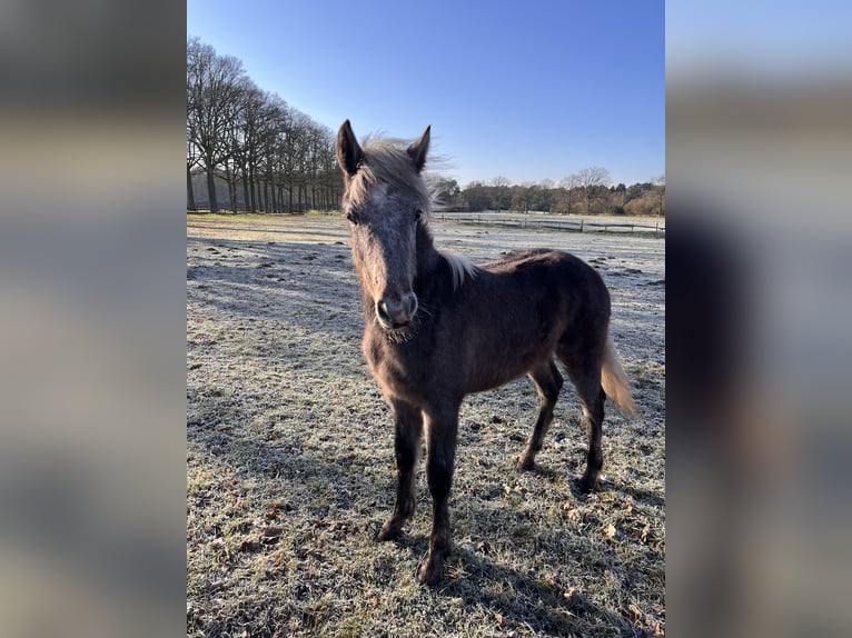 Connemara Stallion 1 year Grey in Brecht