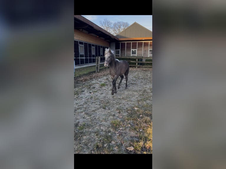 Connemara Stallion 1 year Grey in Brecht