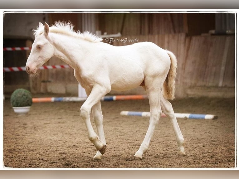 Connemara Stallion 1 year Perlino in Osdorf