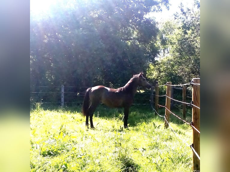 Connemara Stallion 2 years 13,3 hh Gray in Arfeuilles