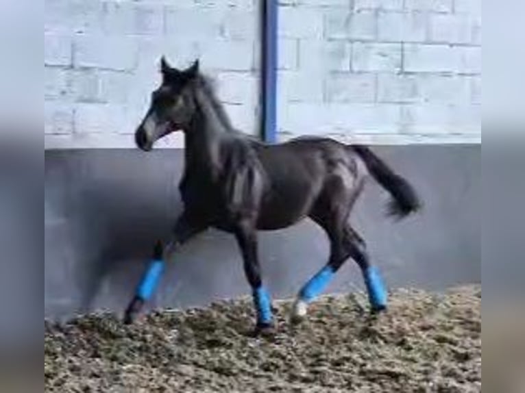 Connemara Stallion 2 years 13,3 hh Gray in Arfeuilles