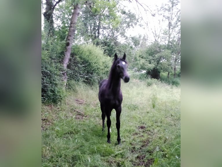 Connemara Stallion 2 years 13,3 hh Grey in Arfeuilles