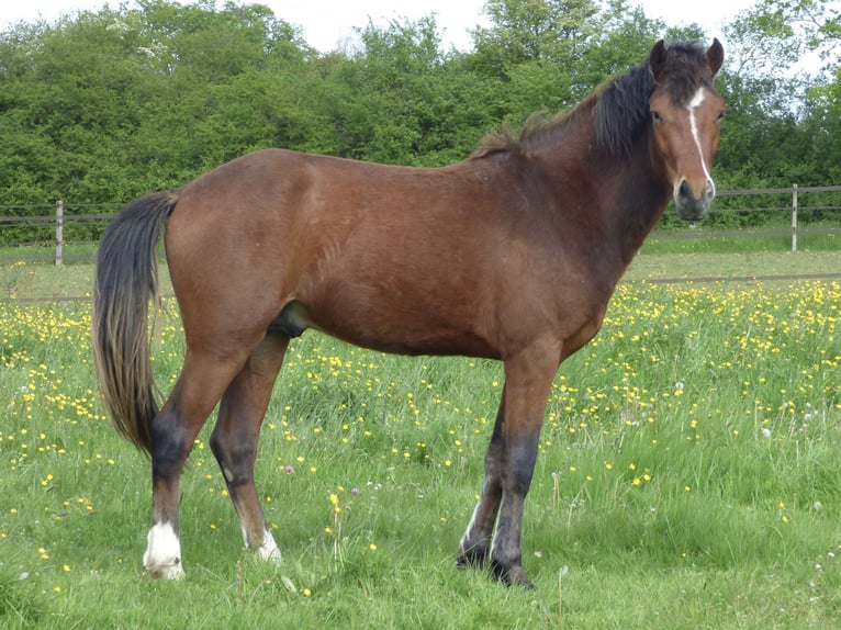 Connemara Stallion 2 years 14,1 hh Brown in Thorigné D&#8217;anjou