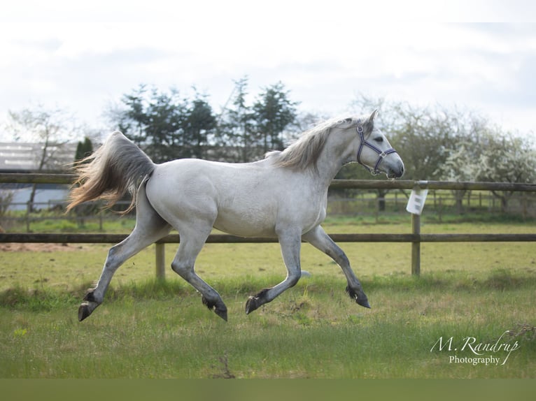 Connemara Stallion 2 years 14,1 hh Can be white in Fjenneslev