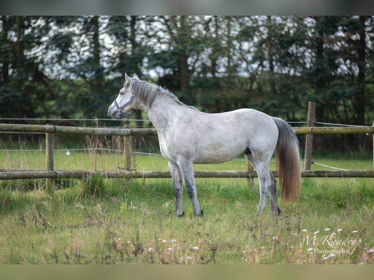 Connemara Stallion 2 years 14,1 hh Can be white in Fjenneslev