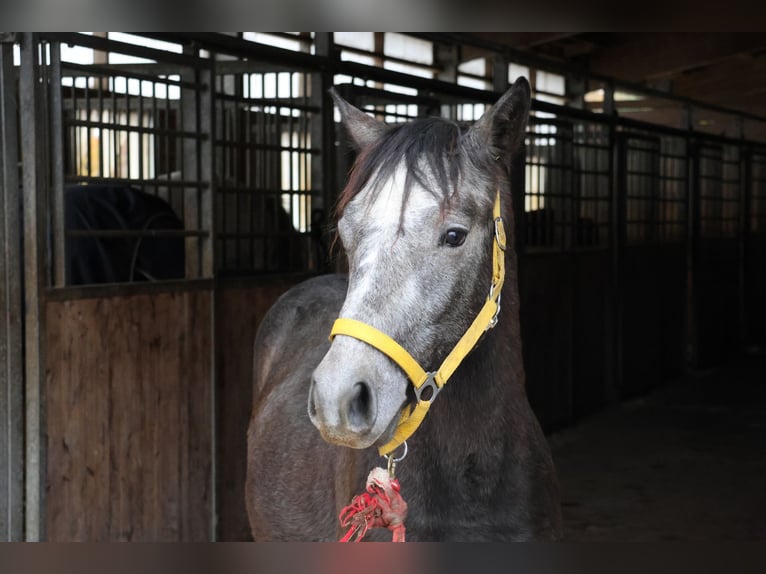 Connemara Stallion 2 years 14.2 hh Can be white in Buchen Waldhausen