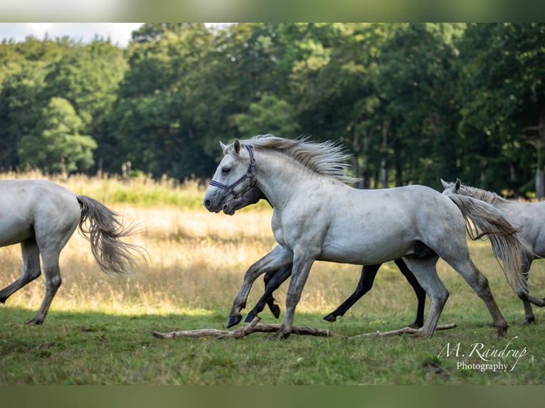 Connemara Stallion 2 years 14,2 hh Gray-Blue-Tan in Fjenneslev