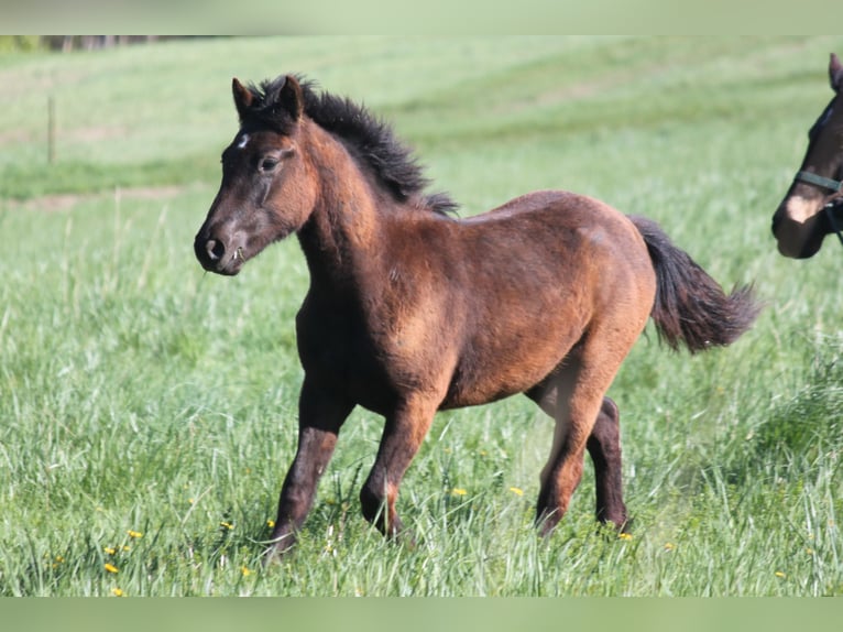 Connemara Stallion 2 years 14,1 hh Black in Boppard