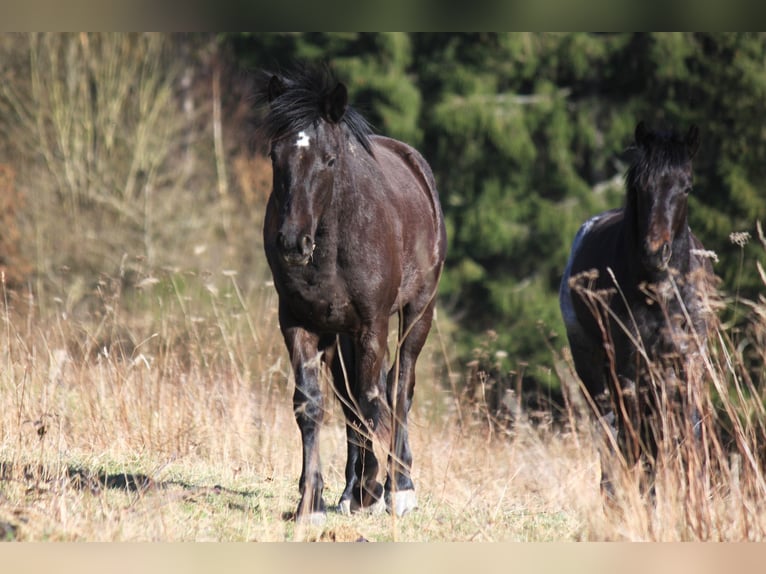 Connemara Stallion 2 years 14,1 hh Black in Boppard