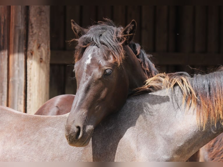 Connemara Stallion 2 years 14,1 hh Black in Boppard