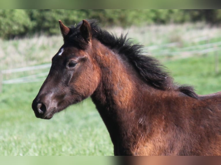 Connemara Stallion 2 years 14,1 hh Black in Boppard