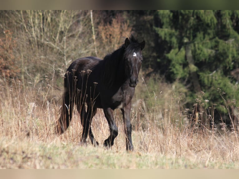 Connemara Stallion 2 years 14,1 hh Black in Boppard