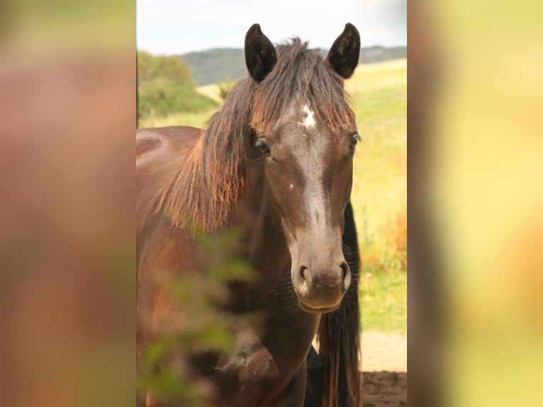 Connemara Stallion 2 years 14,1 hh Black in Boppard