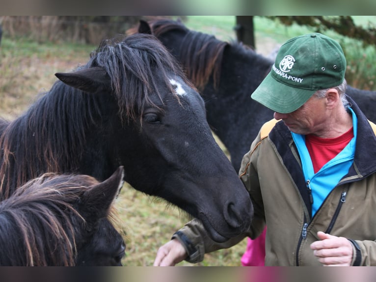 Connemara Stallion 2 years 14,1 hh Black in Boppard