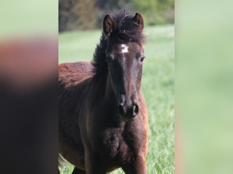 Connemara Stallion 2 years 14,1 hh Black in Boppard
