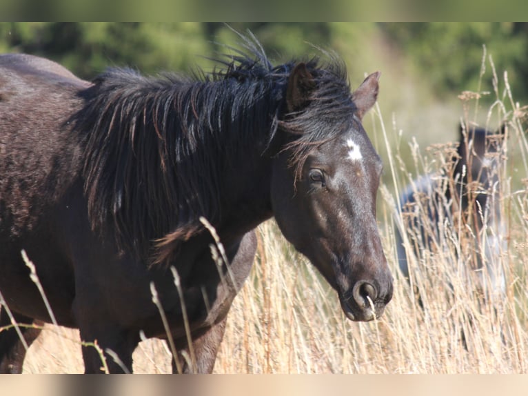 Connemara Stallion 2 years 14,1 hh Black in Boppard