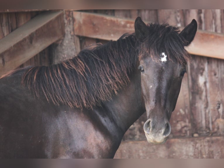 Connemara Stallion 2 years 14,1 hh Black in Boppard