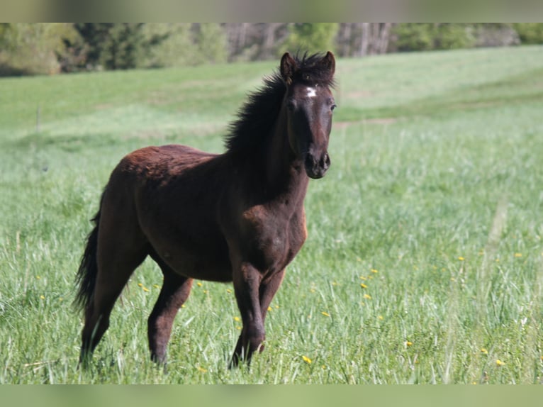 Connemara Stallion 2 years 14,1 hh Black in Boppard
