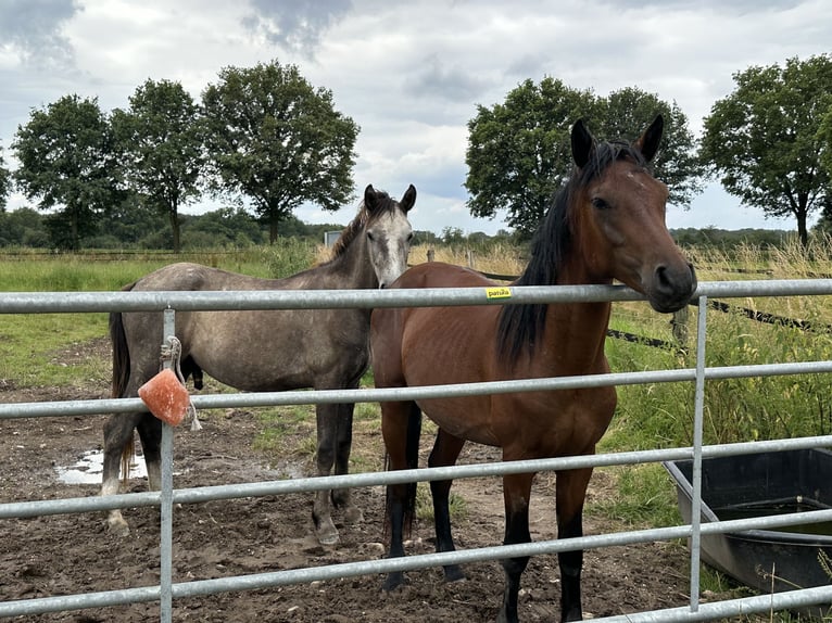 Connemara Stallion 2 years Brown Falb mold in Goch