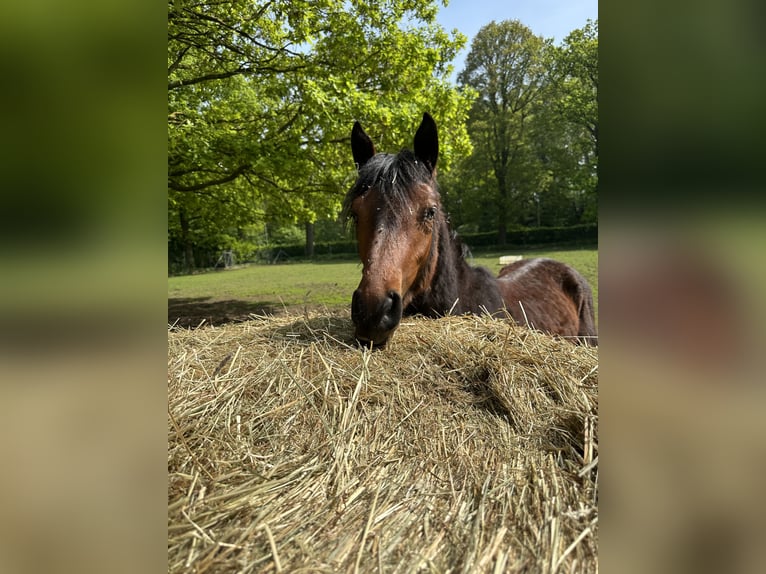 Connemara Stallion 2 years Brown Falb mold in Goch