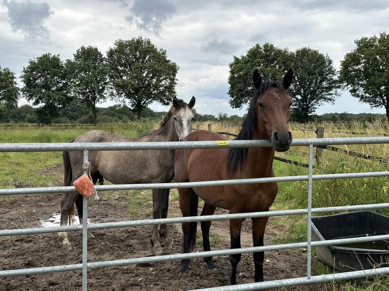 Connemara Stallion 2 years Brown Falb mold in Goch